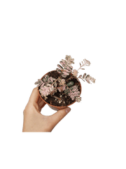 Phyllanthus Urinaria Pink Variegata