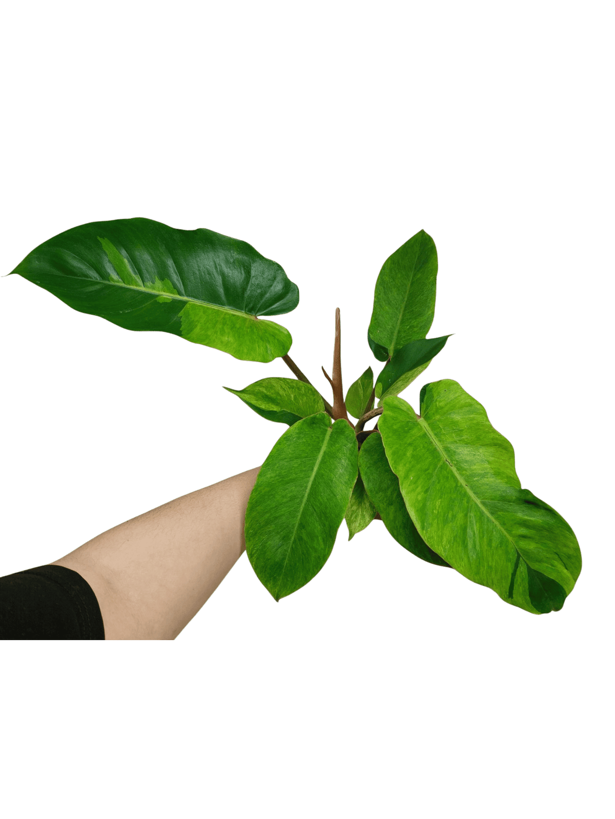 Philodendron Jungle Fever Variegata