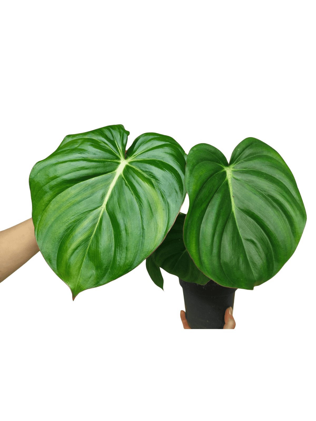 Philodendron Mc Dowell