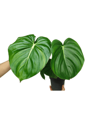 Philodendron Mc Dowell