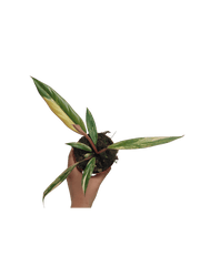 Philodendron Caramel Marble Variegata