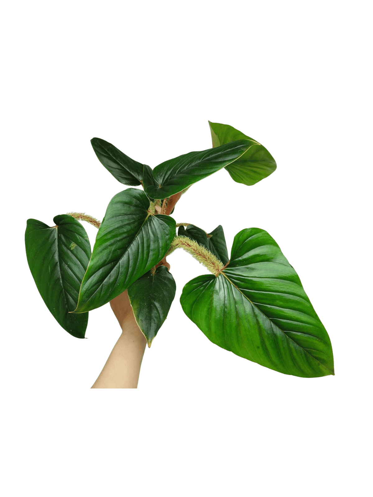 Philodendron Serpens