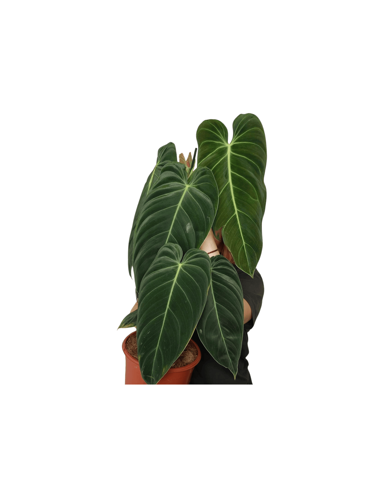 Philodendron Melanochrysum groß