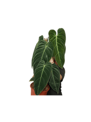 Philodendron Melanochrysum groß