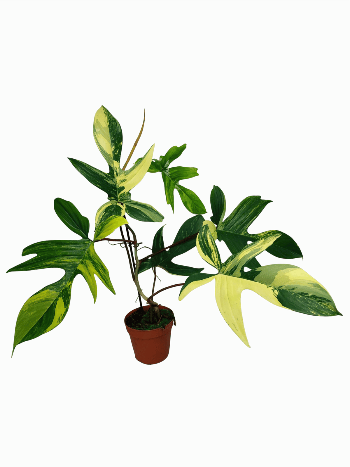Philodendron Florida Beauty groß