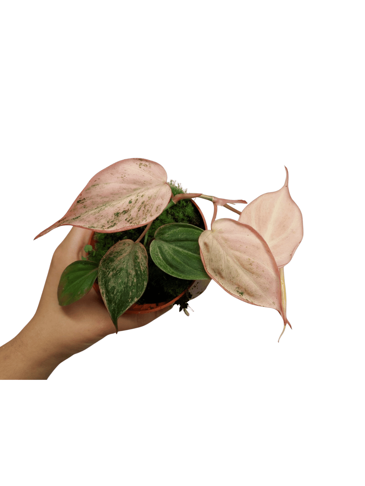 Philodendron Micans Pink Variegata