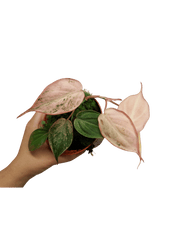 Philodendron Micans Pink Variegata