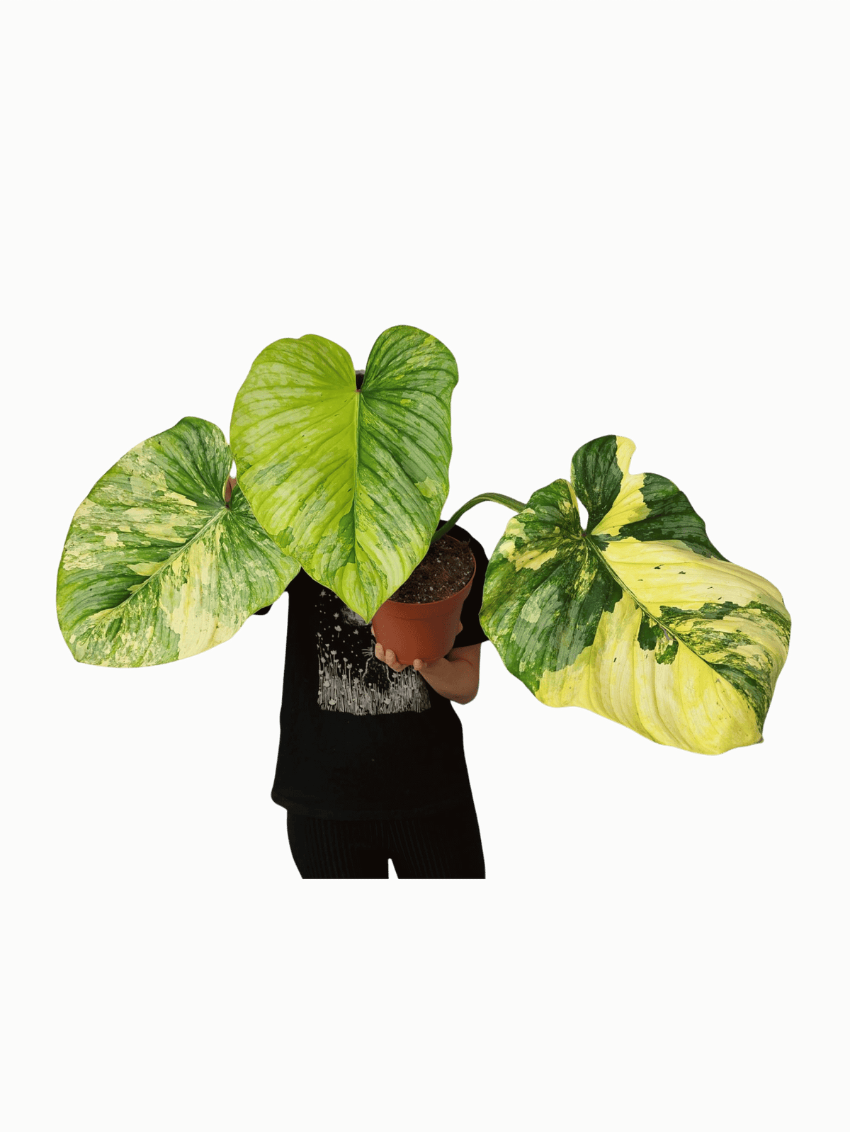 Philodendron Mamei Aurea Variegata