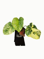 Philodendron Mamei Aurea Variegata