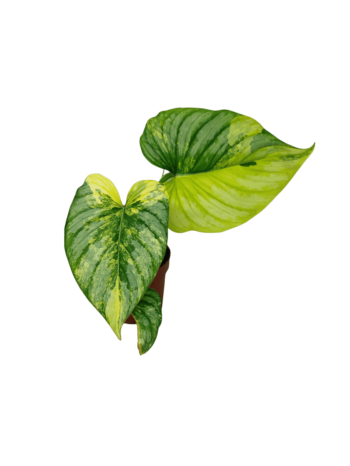 Philodendron Mamei Aurea Variegata