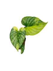 Philodendron Mamei Aurea Variegata
