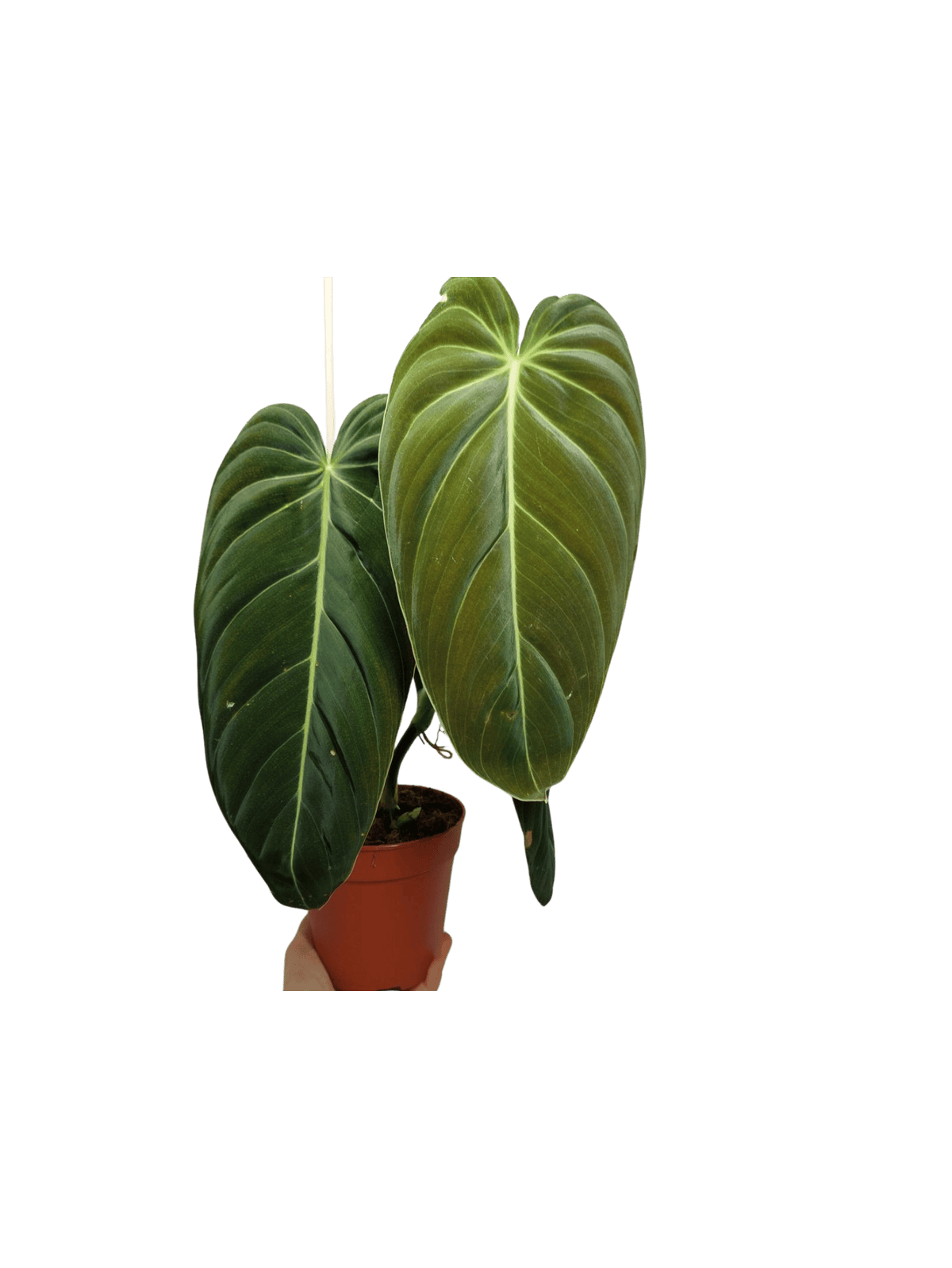 Philodendron Melanochrysum