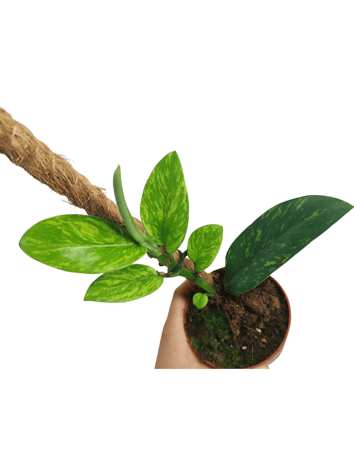 Raphidophora Elliptica Aurea