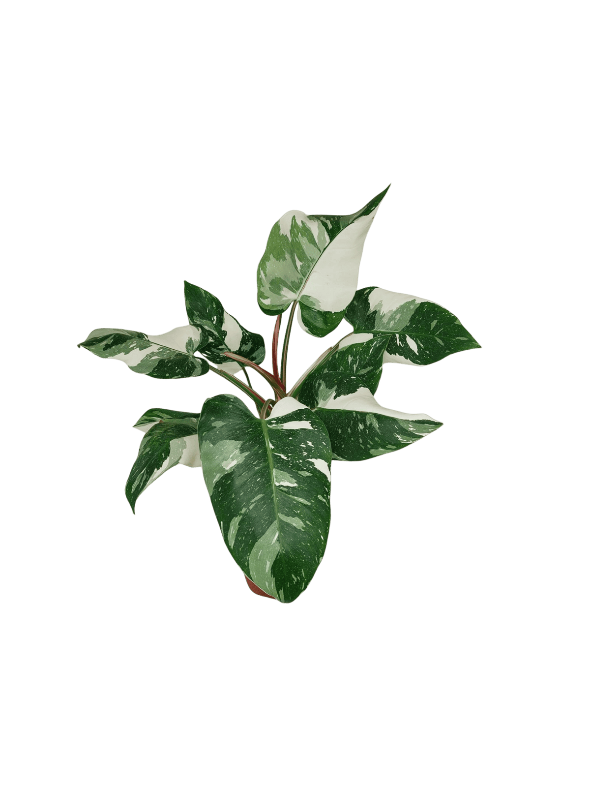 Philodendron White Princess 1A