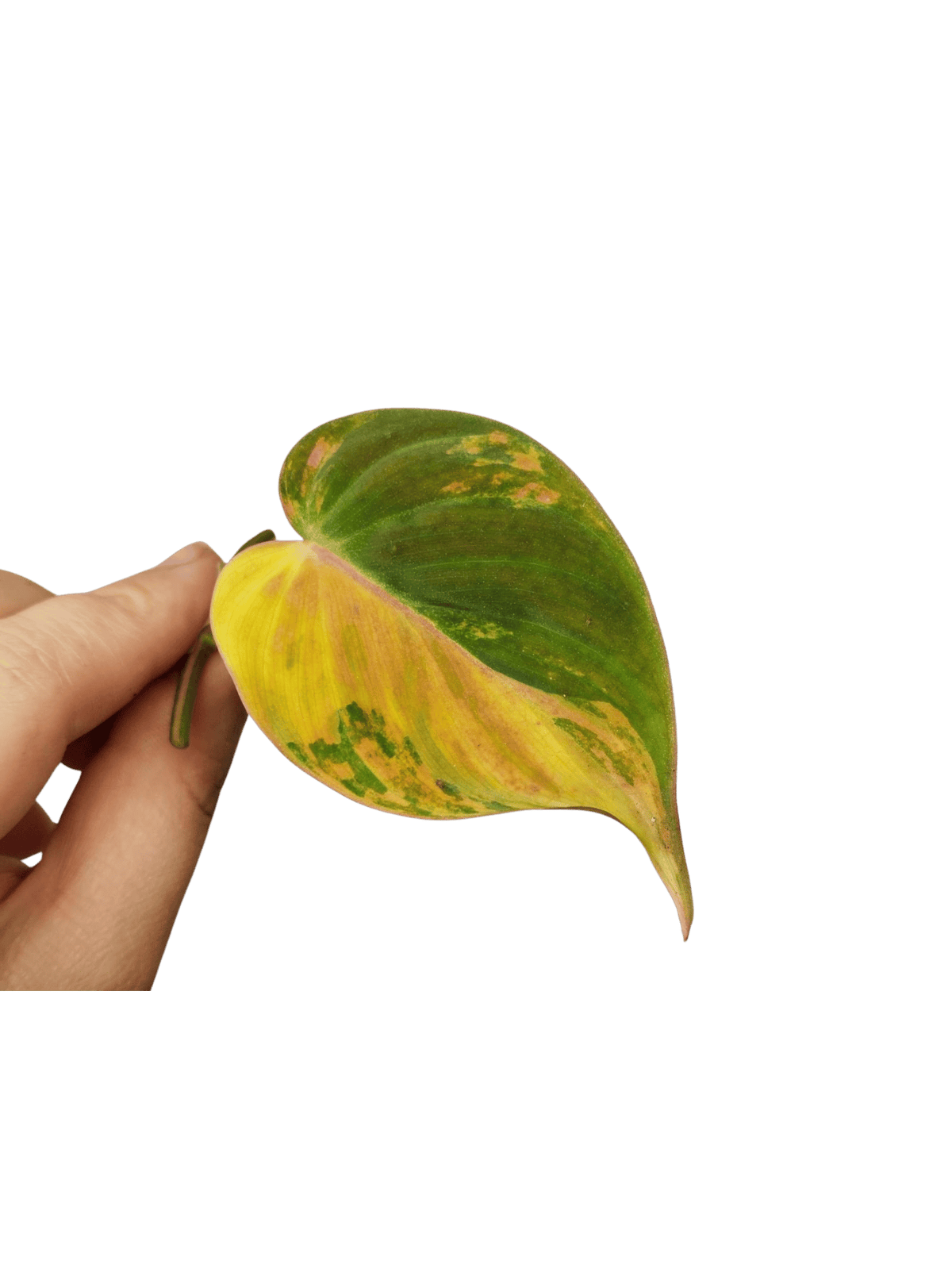 Philodendron Micans Aurea Steckling