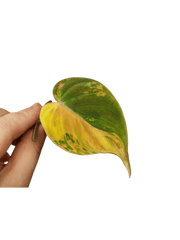 Philodendron Micans Aurea Steckling