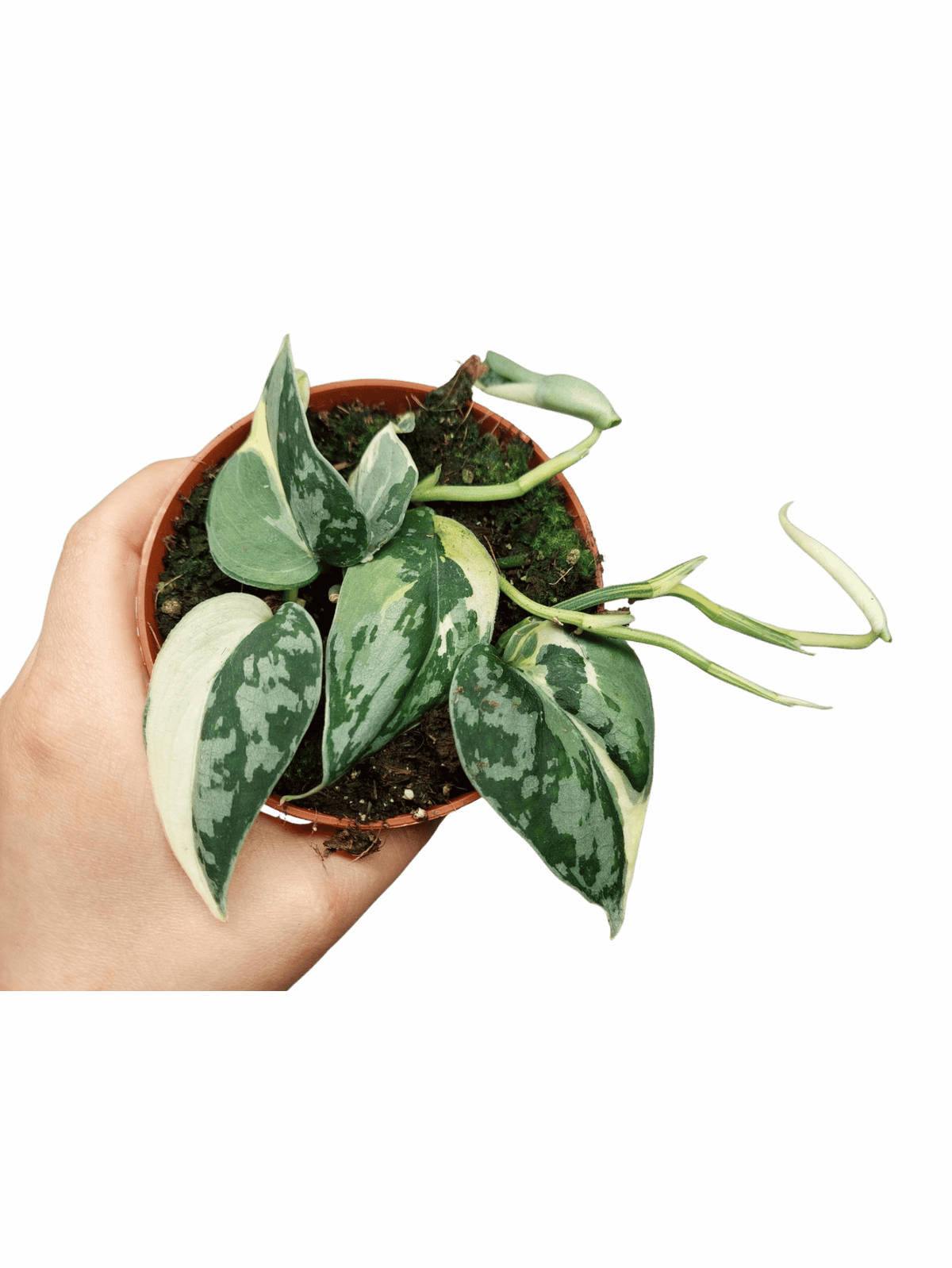 Scindapsus Mayari Variegata (zum aussuchen)