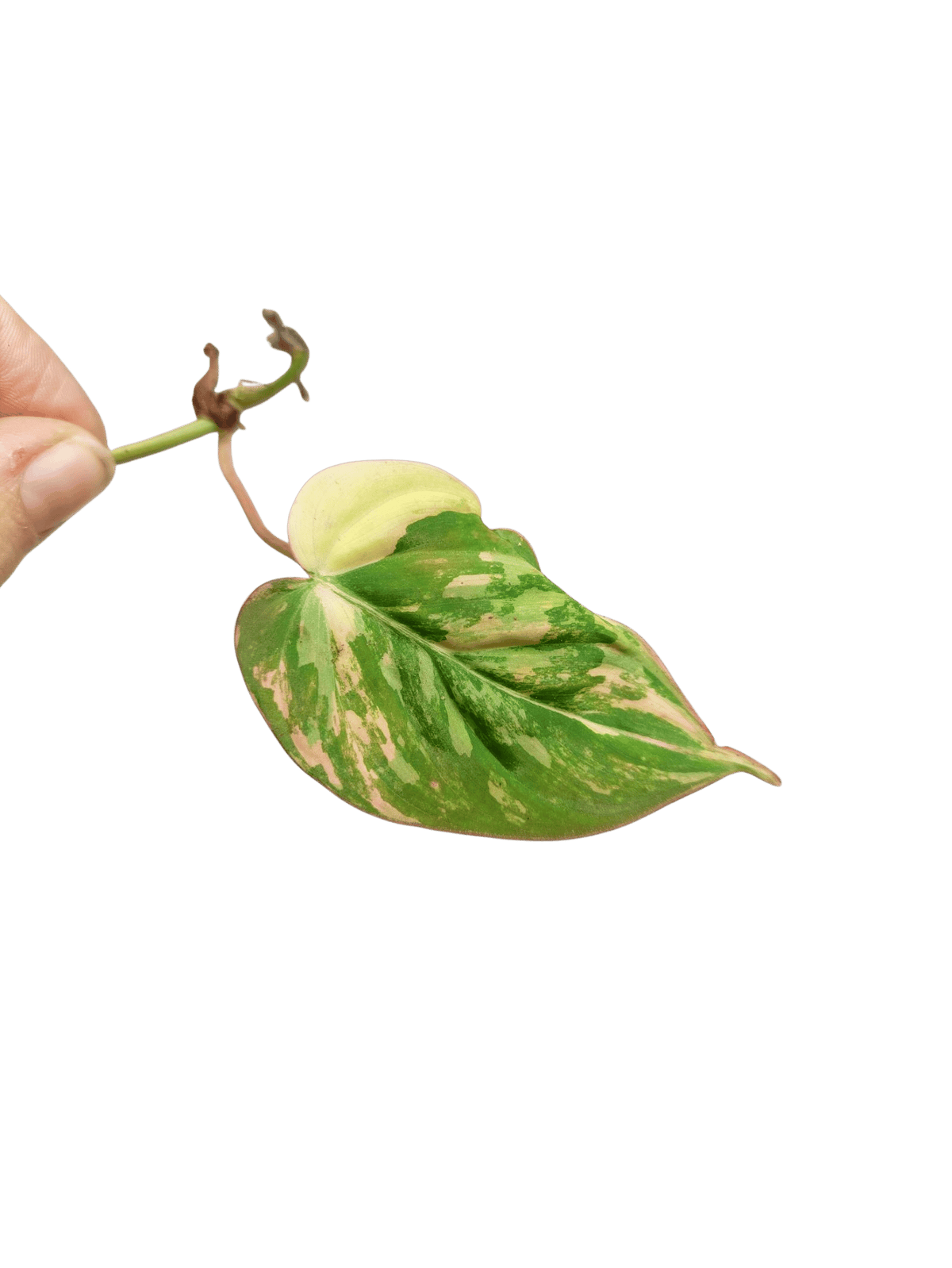 Philodendron Micans Aurea Steckling