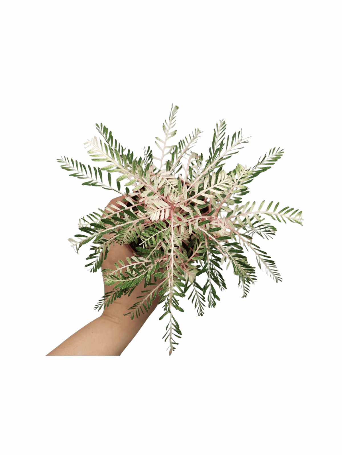 Phyllanthus Urinaria Variegata
