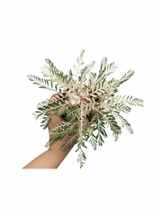 Phyllanthus Urinaria Variegata