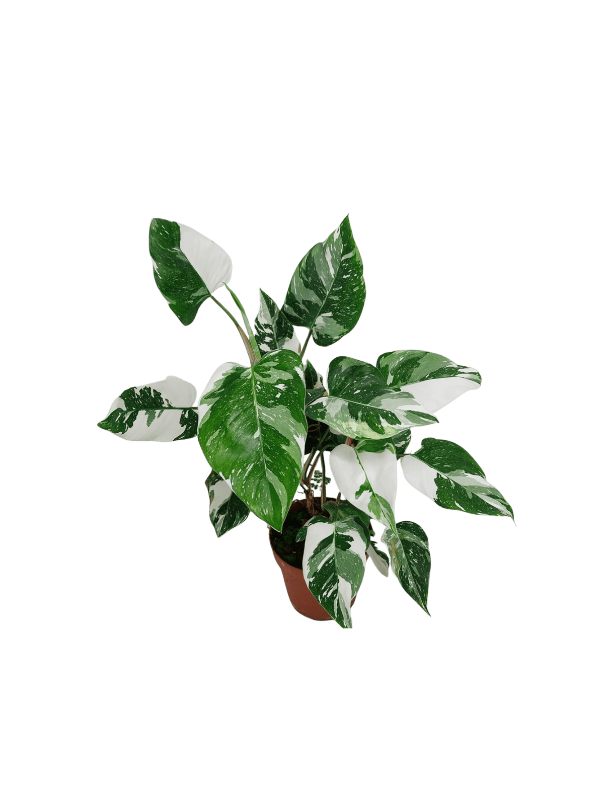 Philodendron White Princess