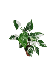Philodendron White Princess