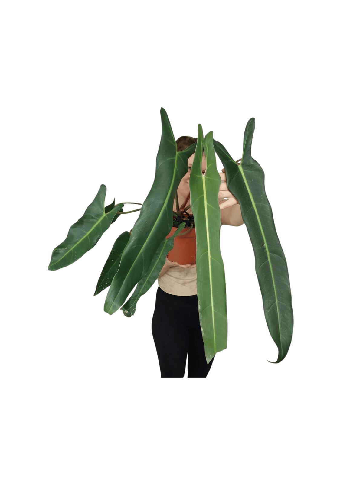 Philodendron Spiritus Sancti Adult
