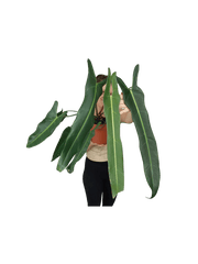 Philodendron Spiritus Sancti Adult