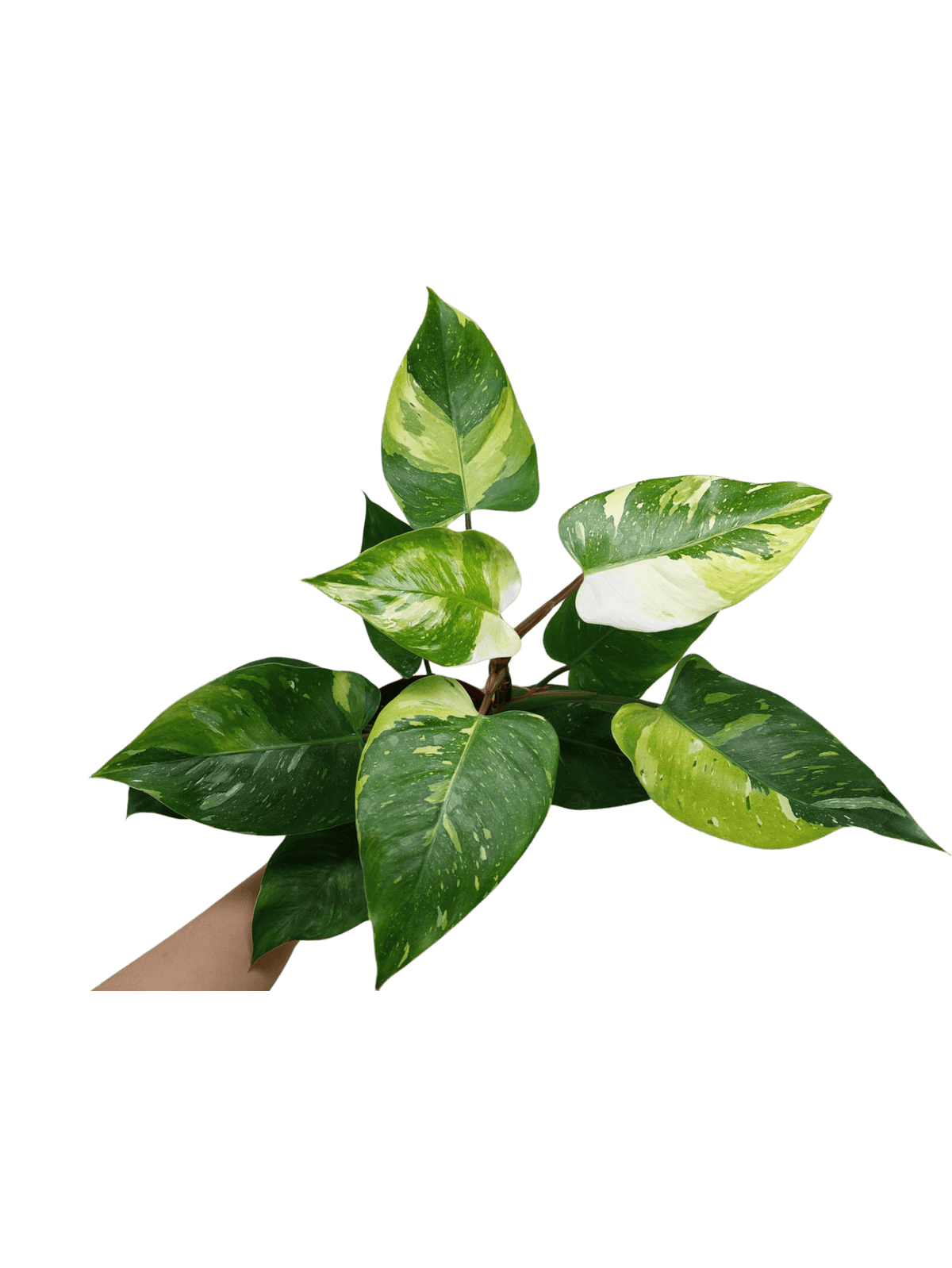 Philodendron White Princess Tricolor