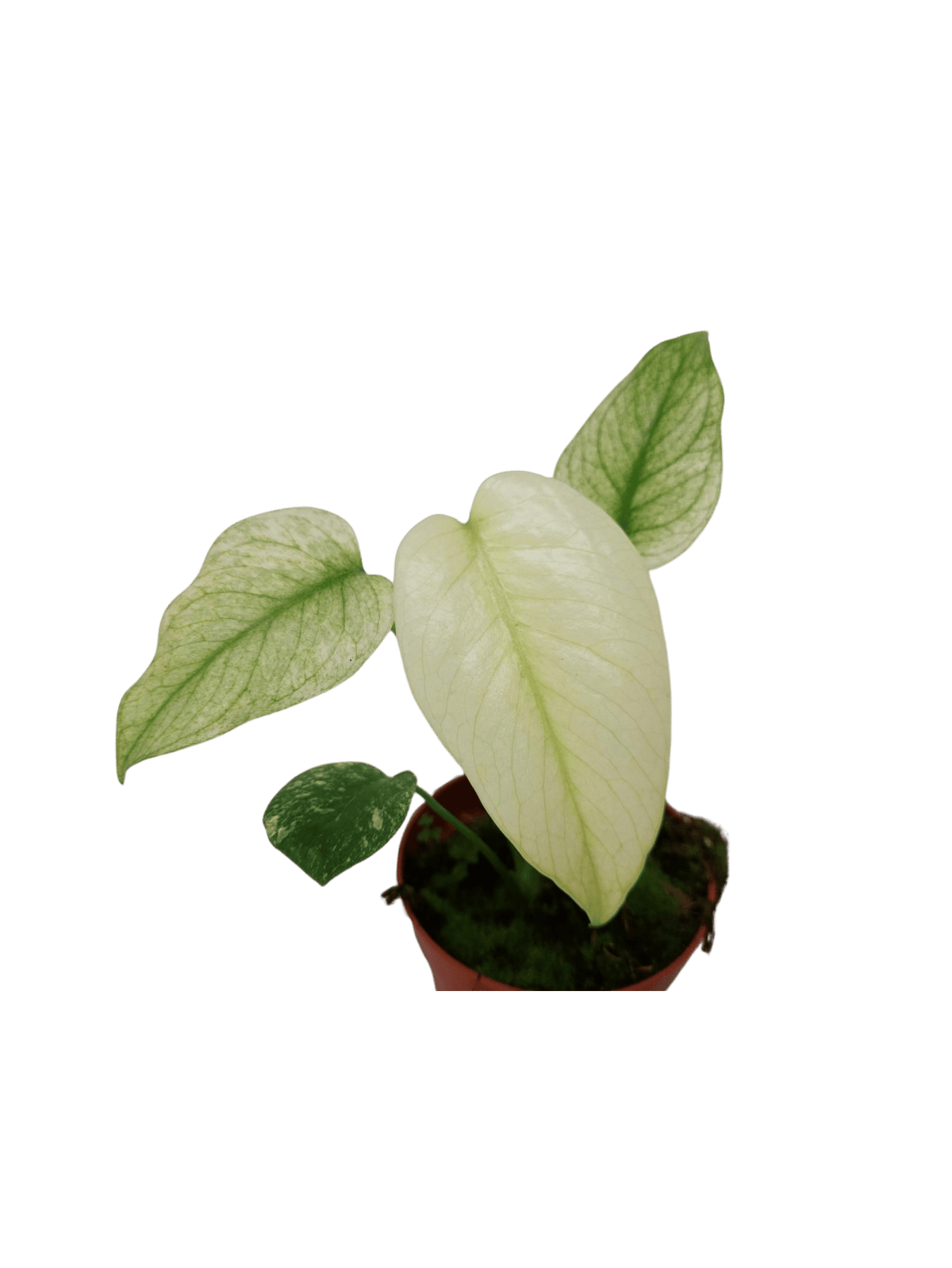 Monstera Mint
