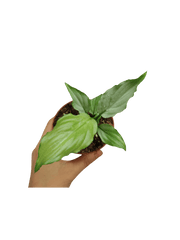 Spathiphyllum Blue Ice