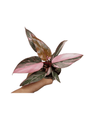 Philodendron Pink Princess Marble