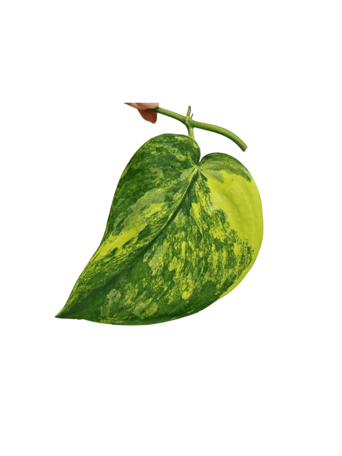 Scindapsus Jade Satin Variegata Steckling