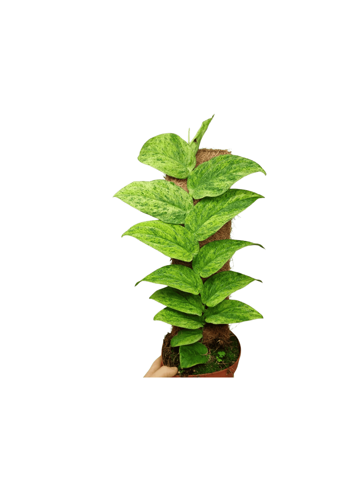 Raphidophora Korthalsii Marble