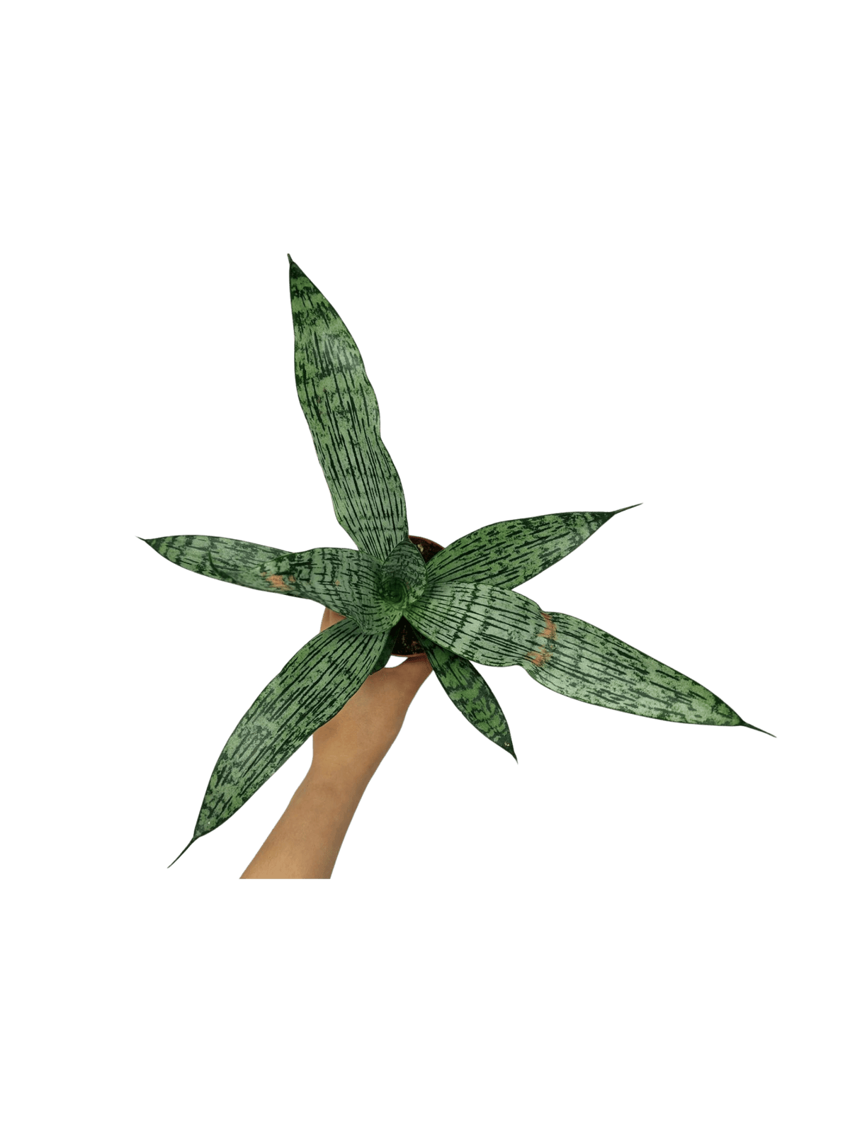 Sanseveria Everest