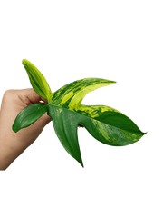 Philodendron Florida Beauty Steckling