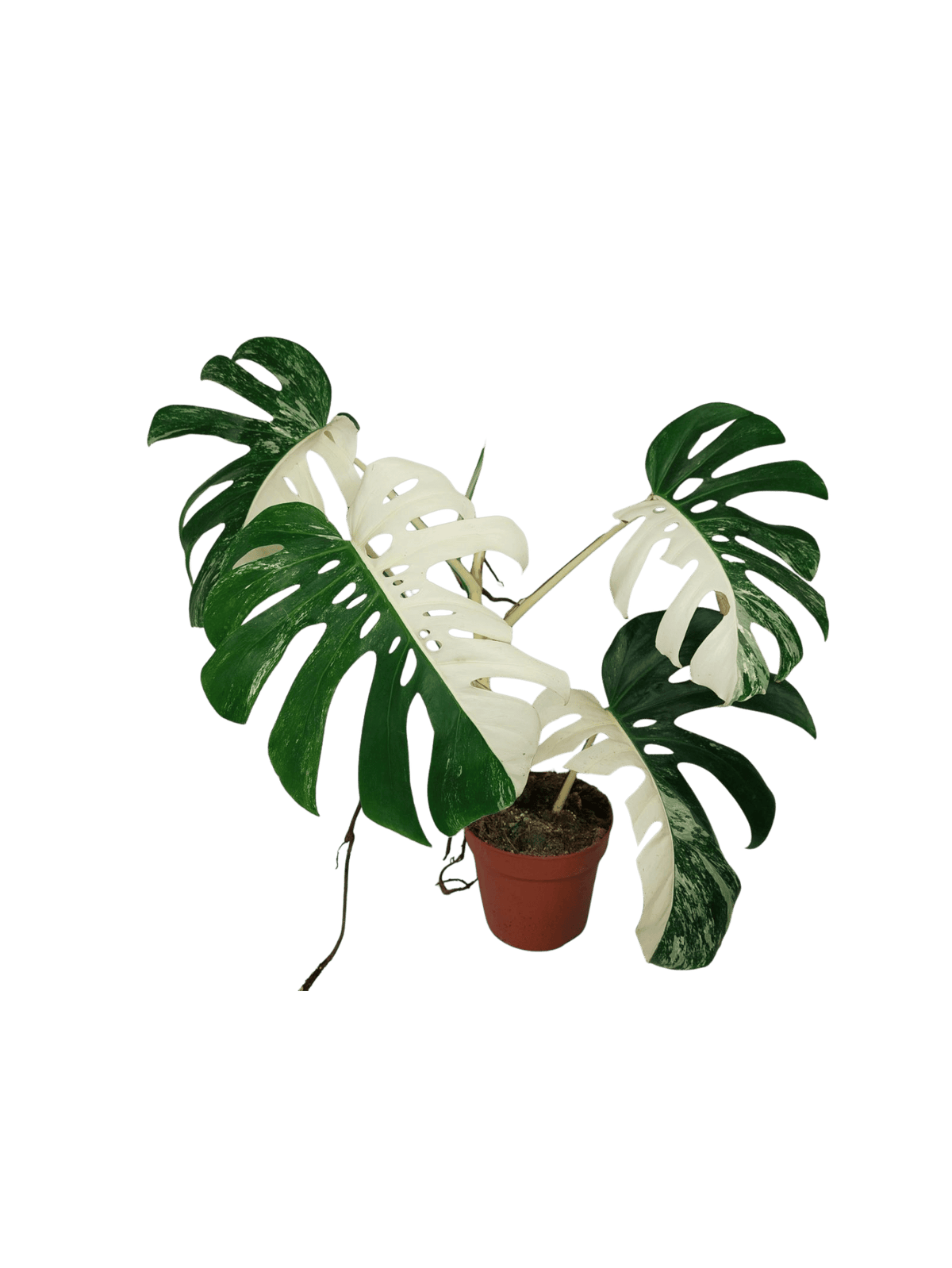 Sad Plants