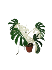 Sad Plants