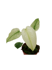 Monstera Mint