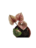 Syngonium Strawberry Ice