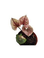 Syngonium Strawberry Ice