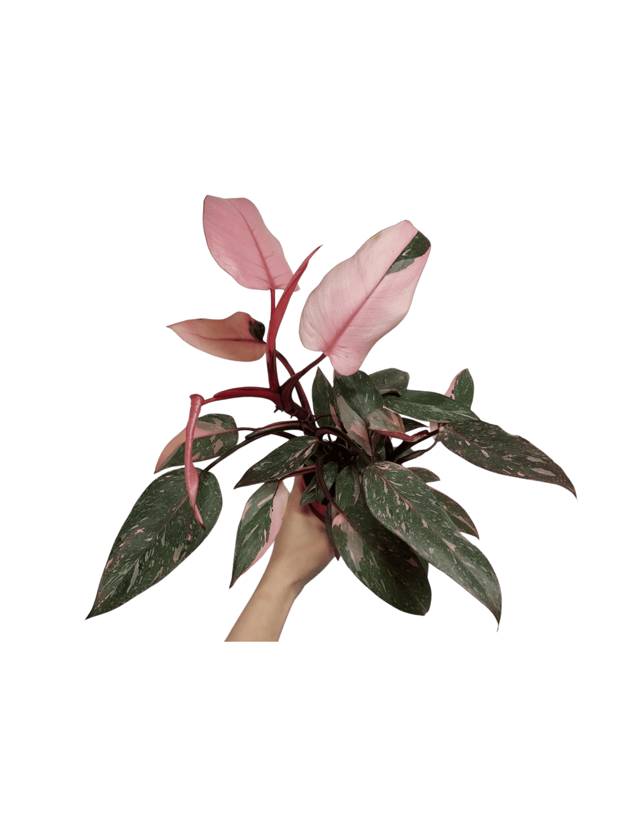 Philodendron Pink Princess Marble