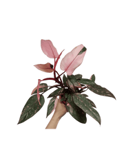 Philodendron Pink Princess Marble