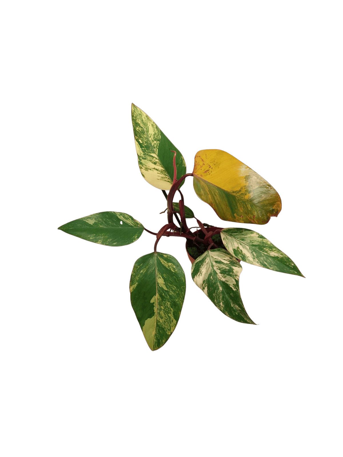 Philodendron Strawberry Shake