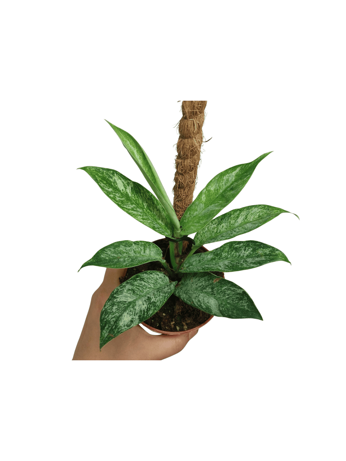 Raphidophora Elliptica Mint