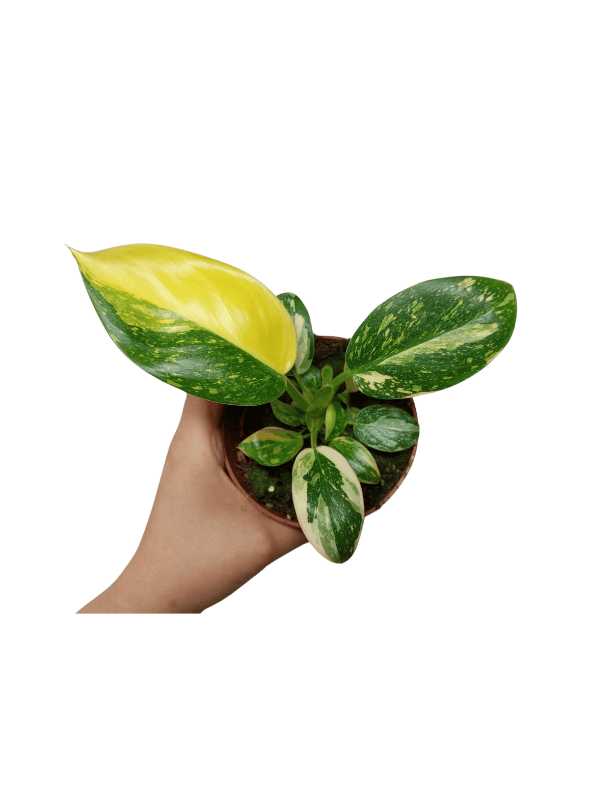 Philodendron Green Congo Variegata