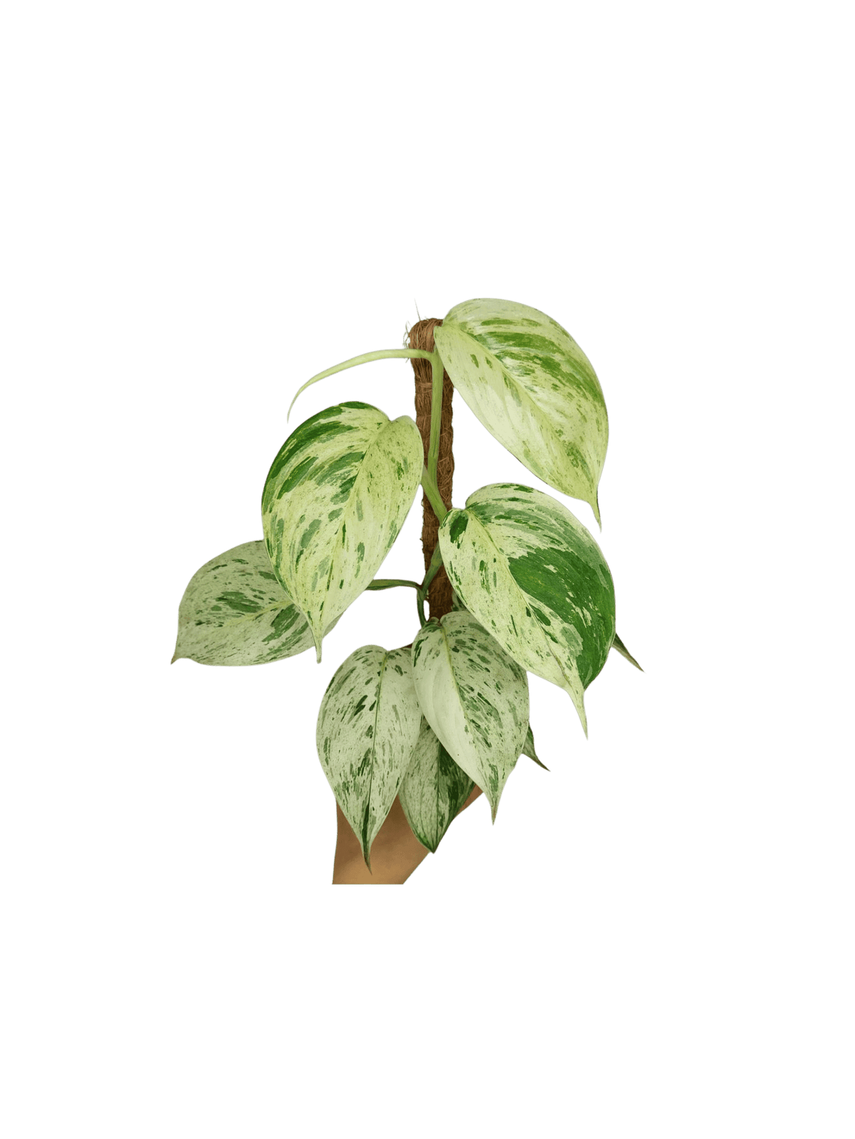 Scindapsus noID Variegata