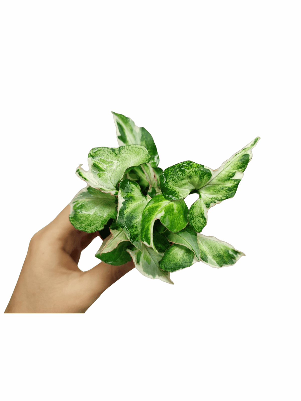 Syngonium Starlite T25