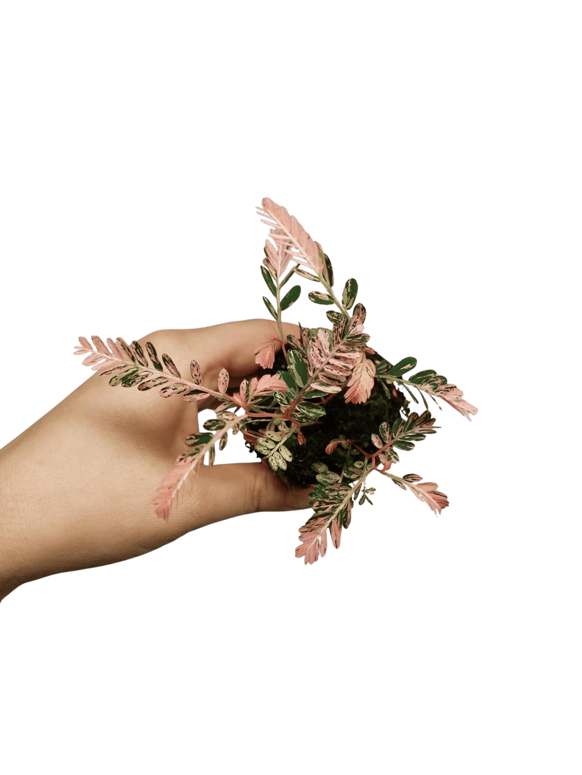 Phyllanthus Urinaria Pink Variegata