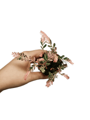 Phyllanthus Urinaria Pink Variegata